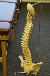 Spine model used by Doctor Astrid to explain spinal problems to patients