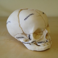 Skull Model - Click to enlarge